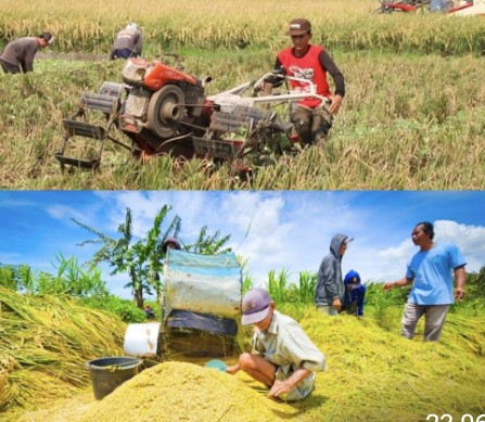 Mentan Amran: Produksi dan Stok Pangan Nasional Tetap Aman di Tengah Dinamika Cuaca